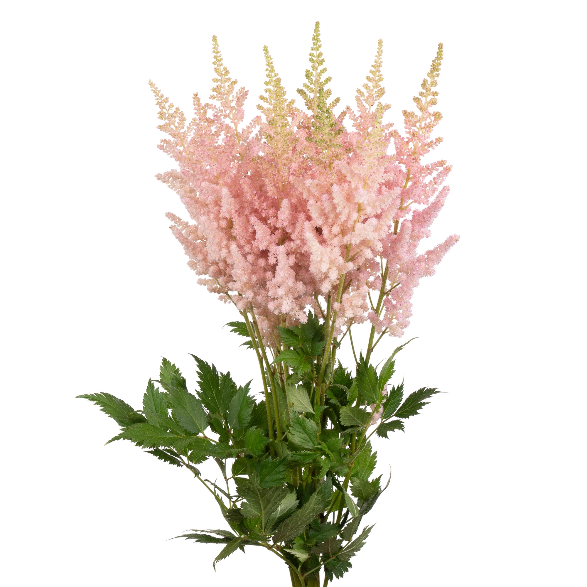 Астильба вижн инферно