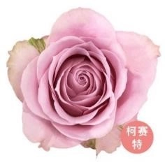 Роза однг лавентин