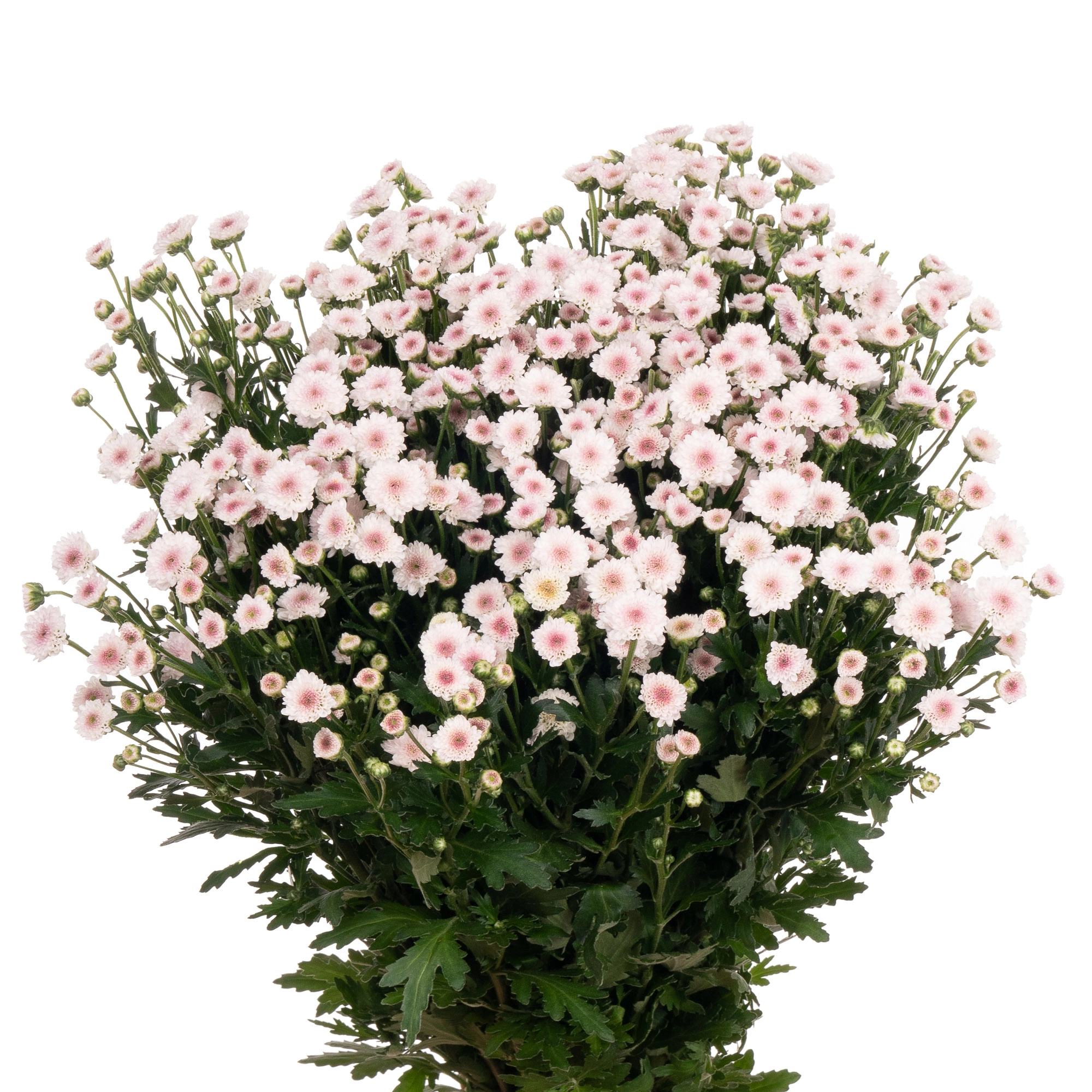 Хризантема са мадиба бико тиоло