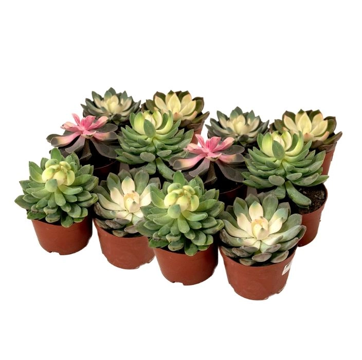 Эхеверия Микс