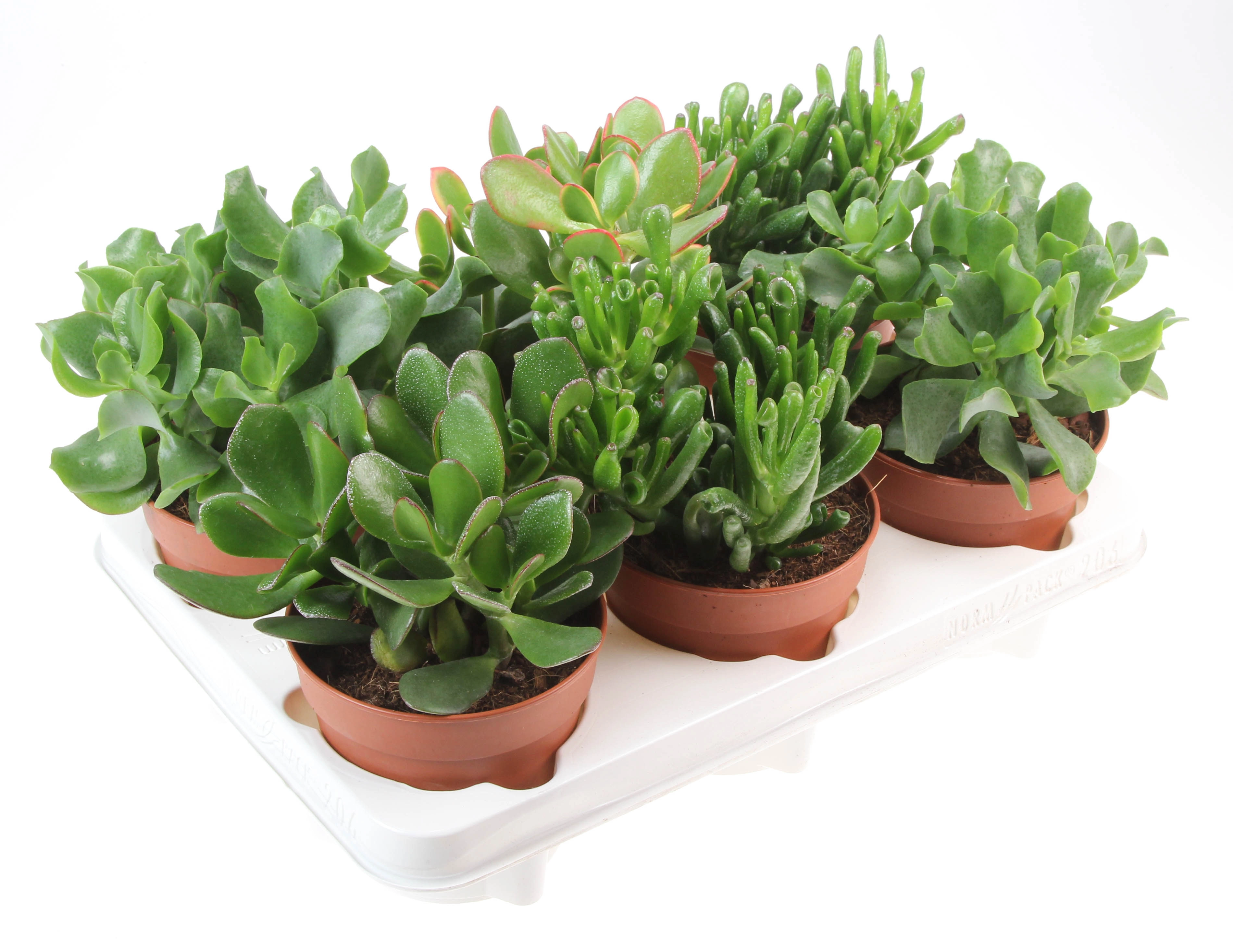 Крассула Микс