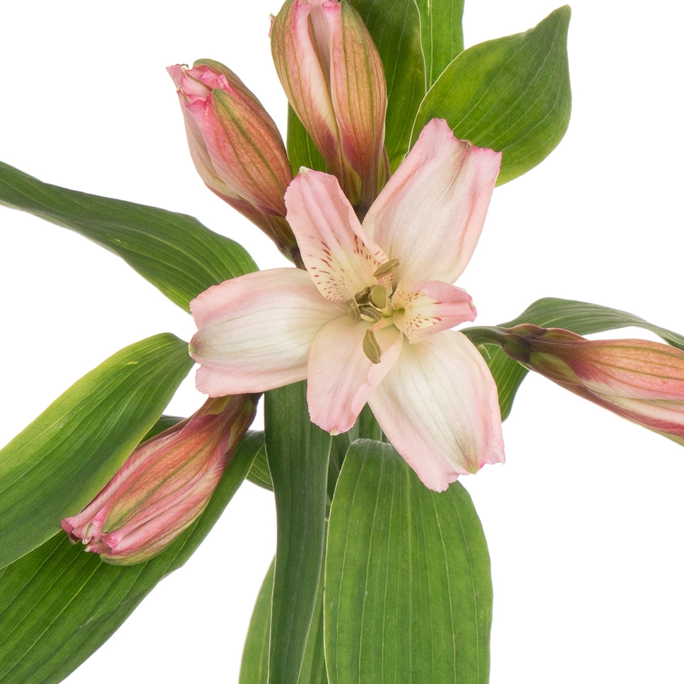 Альстромерия премиум розовый