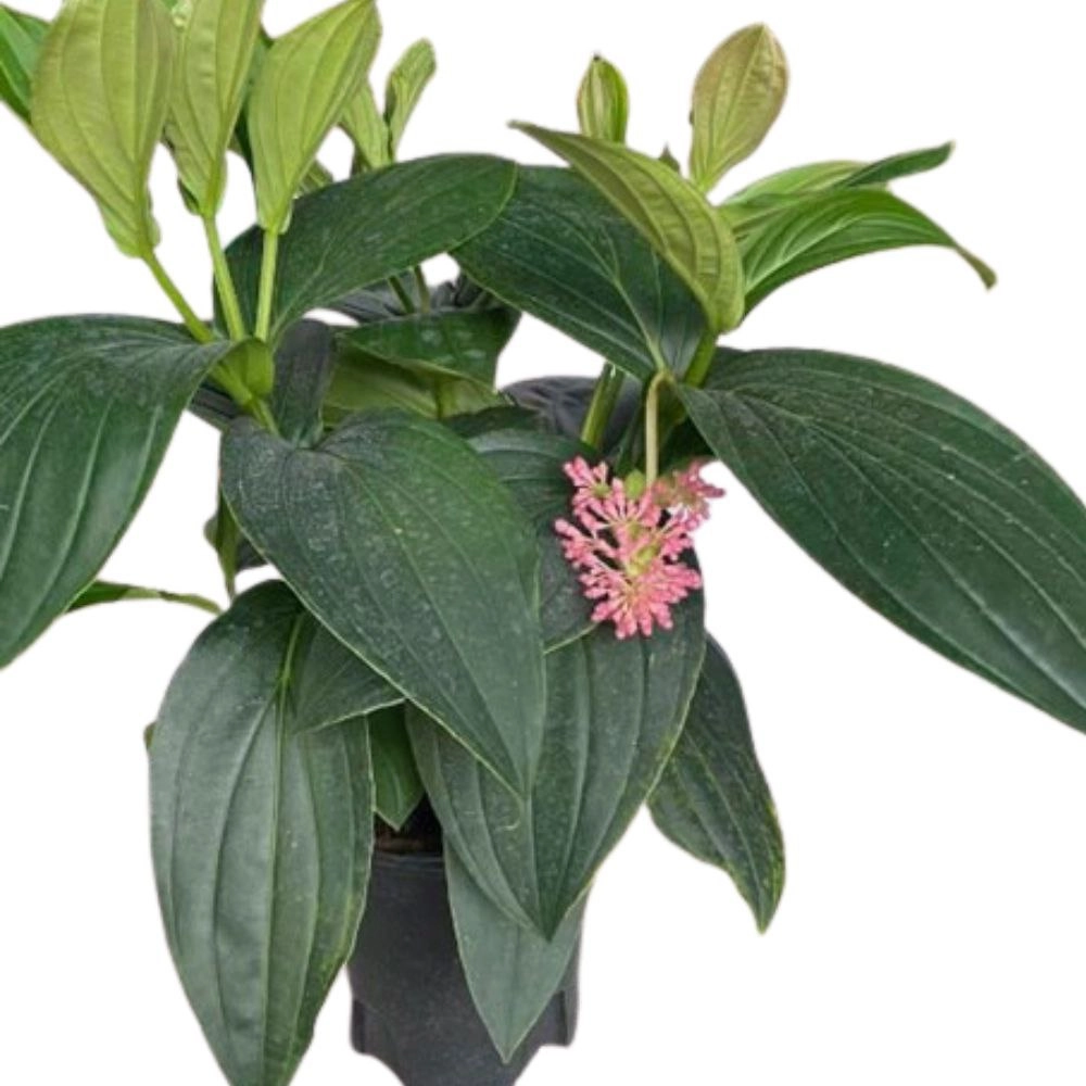 Мединилла Специоза