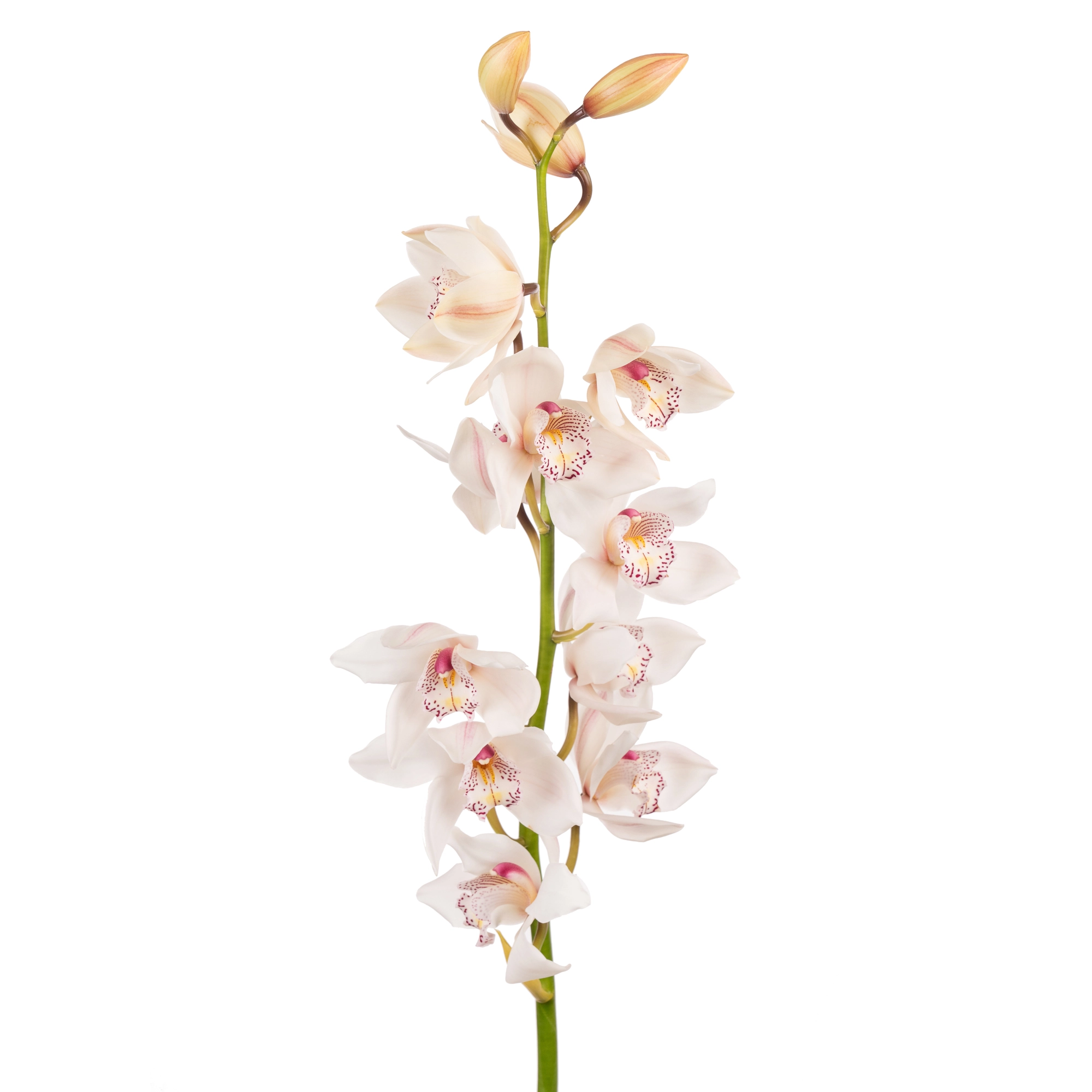 Цимбидиум вайт кристал