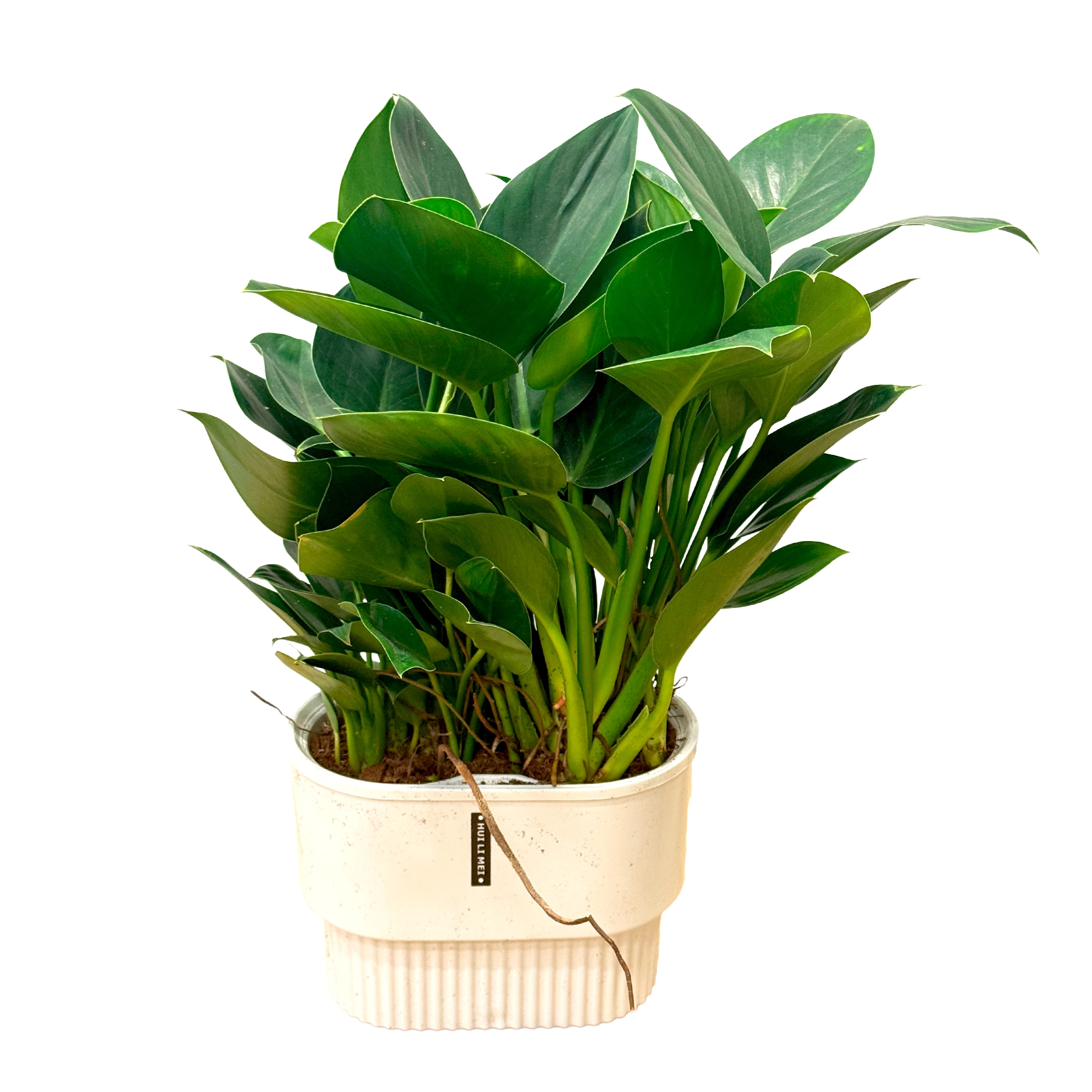 Филодендрон Грин Принцесс