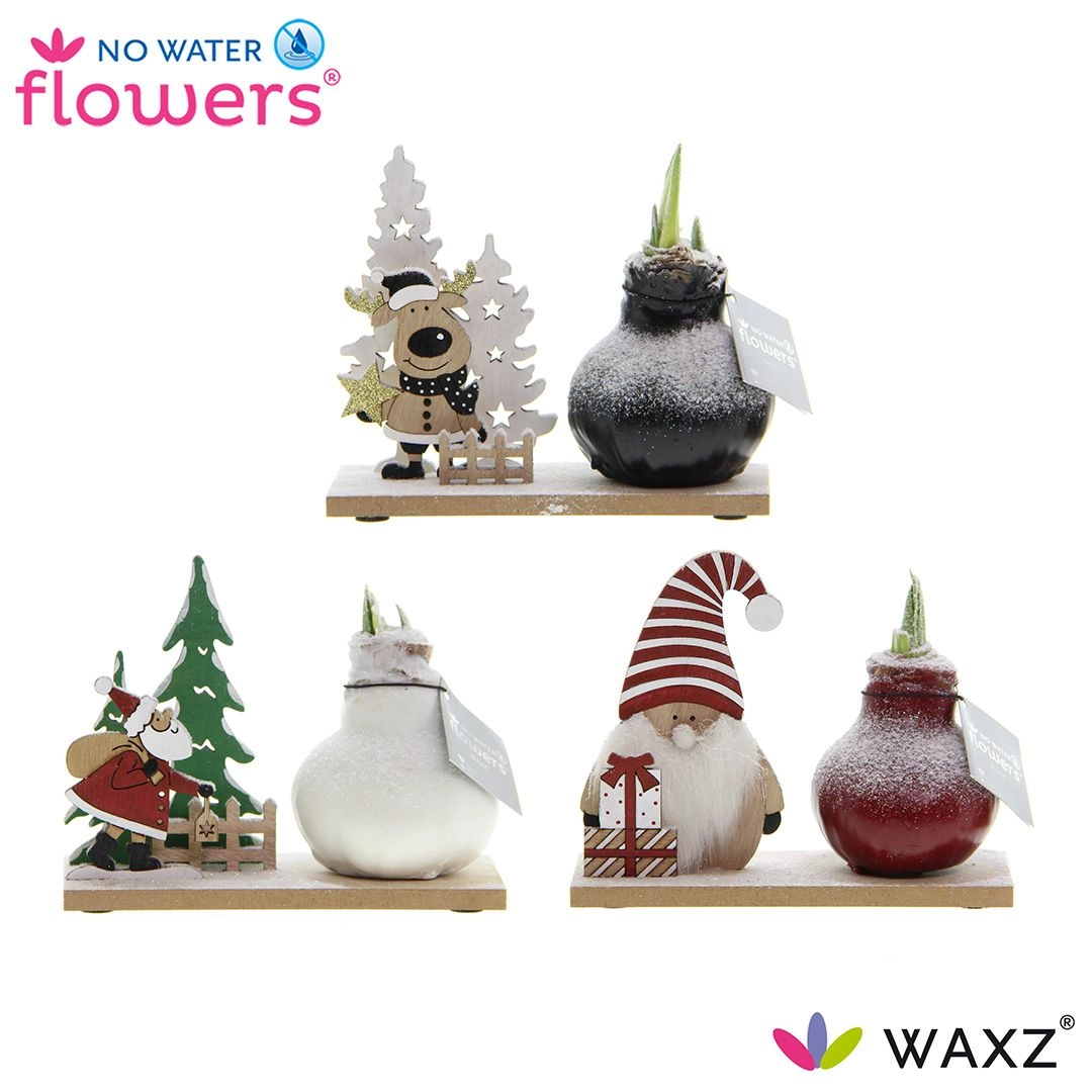 Гиппеаструм винтер вандерленд микс в воске