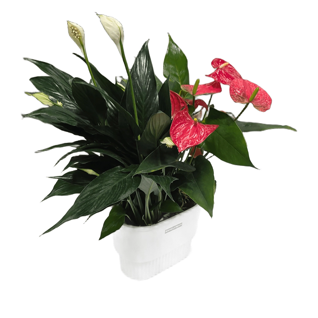 Композиция Антуриум И Спатифиллум на гидропонике