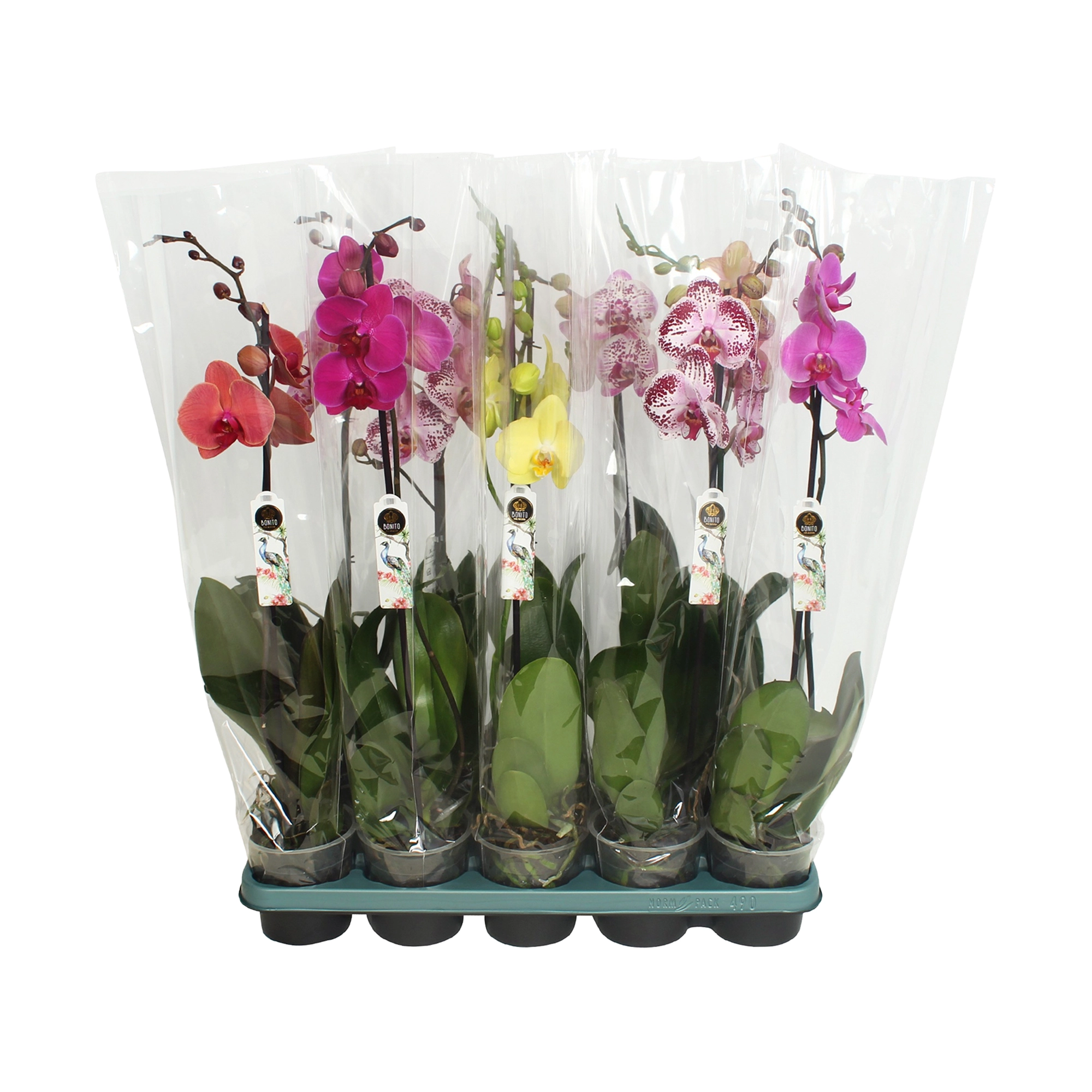 Фаленопсис Оро Микс 1 ст