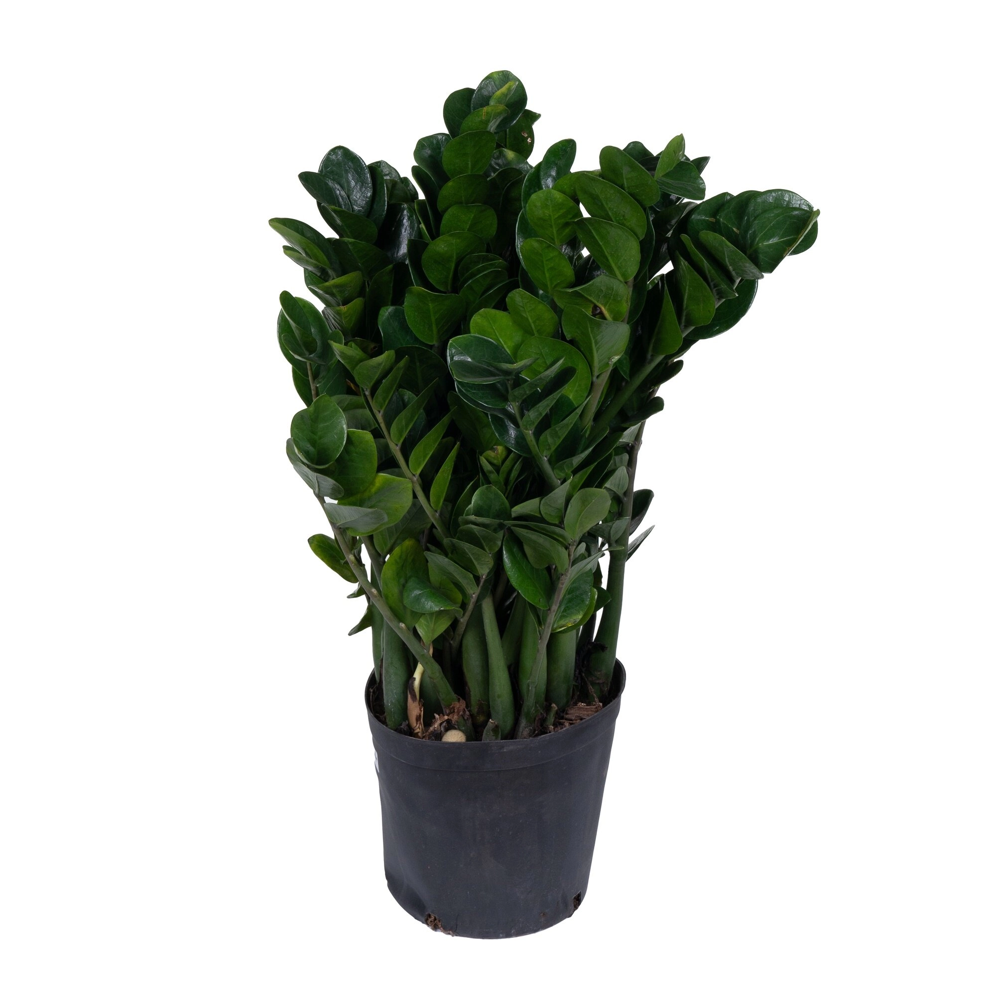 Замиокулкас