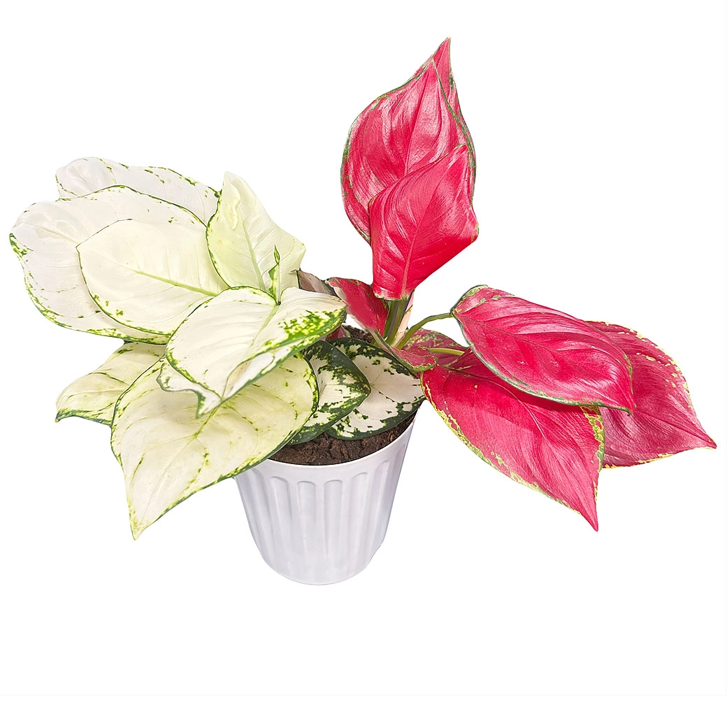 Аглаонема белая и красная