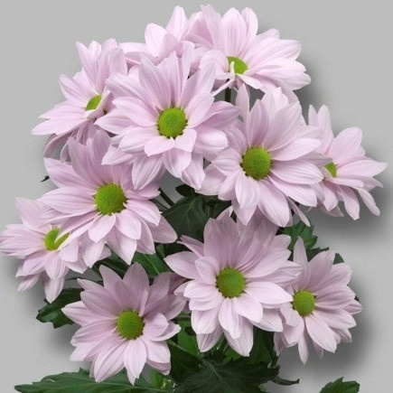 Хризантема куст софтон