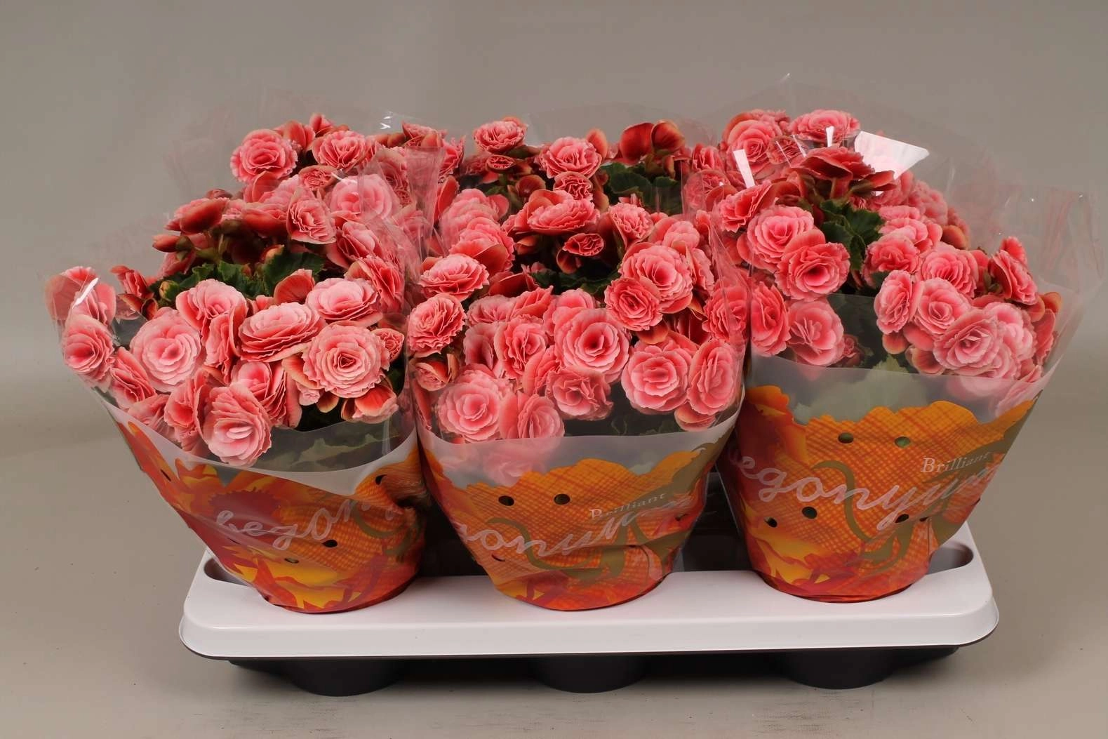 Бегония элатиор Бориас