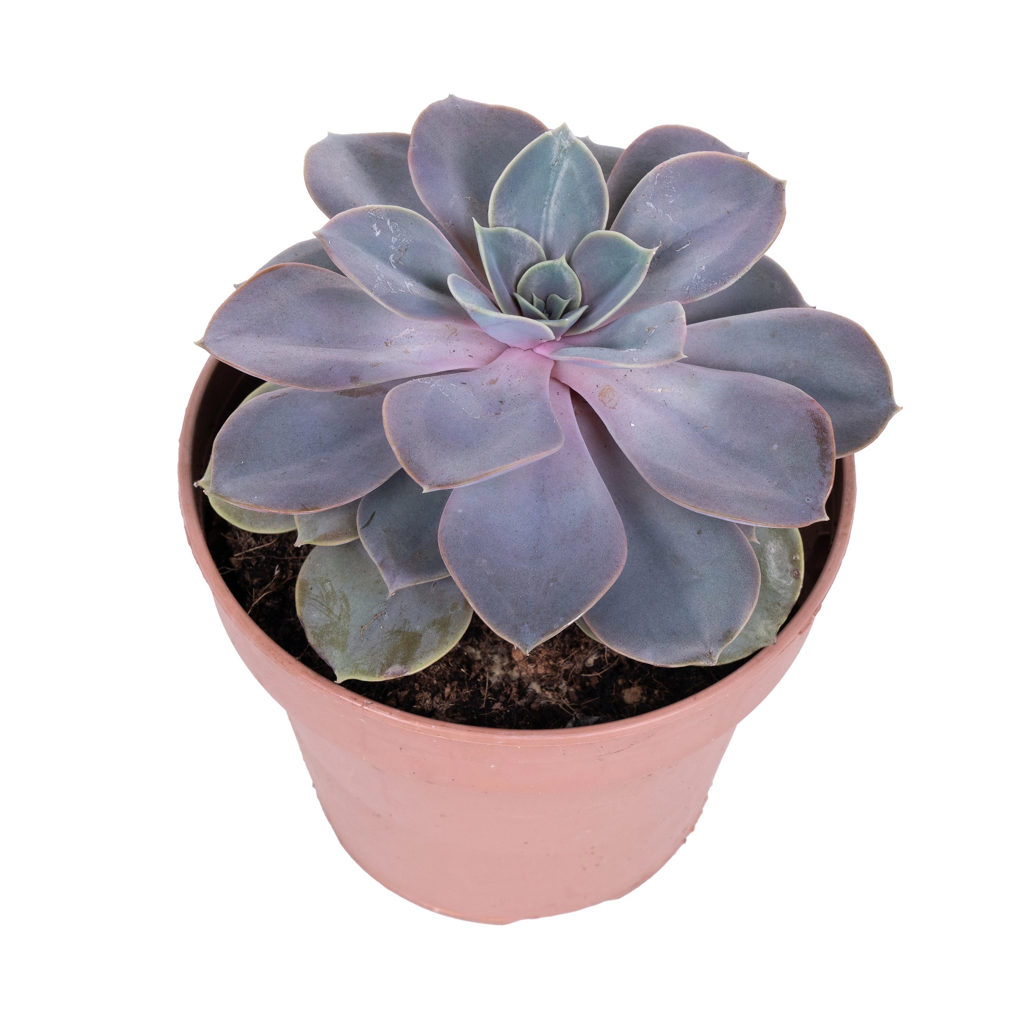 Эхеверия Перл Фон Нюрнберг