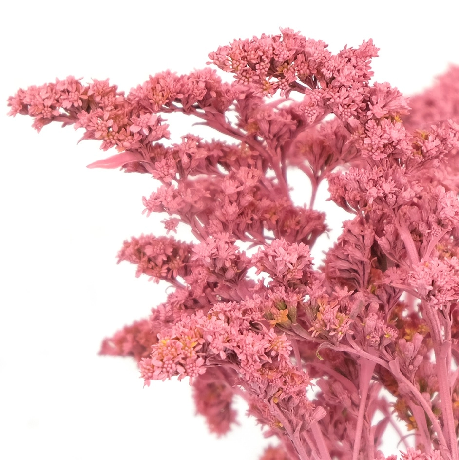 Солидаго краш. голд глори розовое