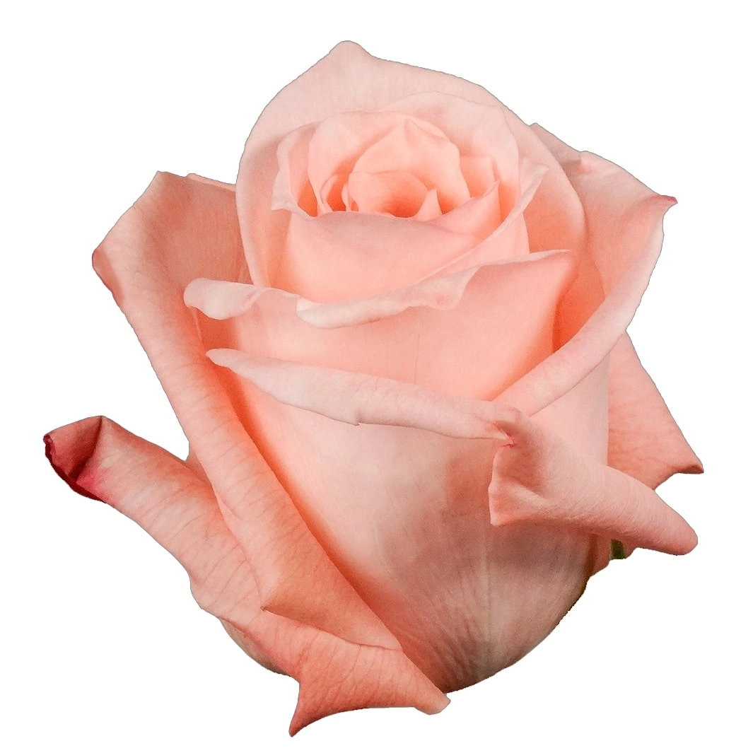 Роза однг энгажемент