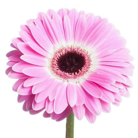 Гербера кубанита