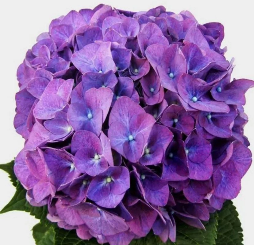 Гидрангия розово-лиловая