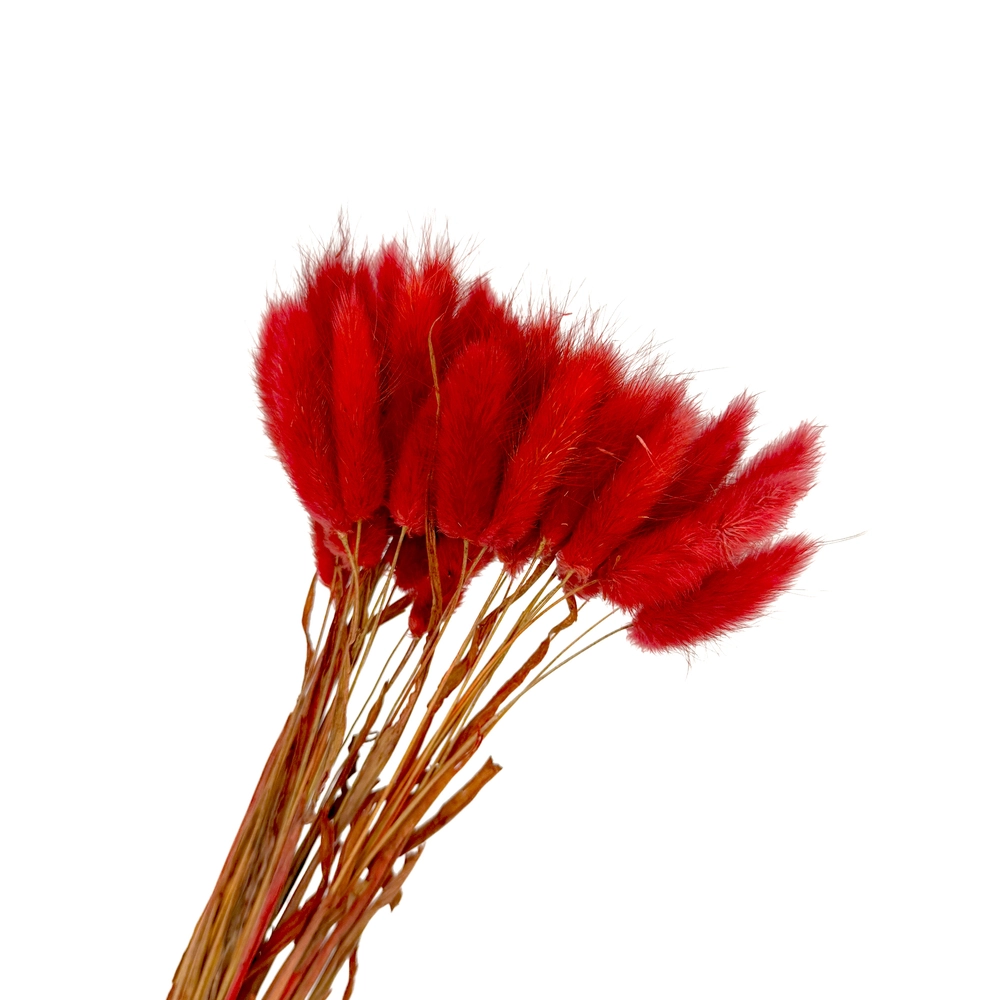 Сухоцветы "Лагурус", H60 см, набор (30 шт) Бордовый