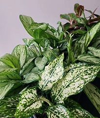 Декоративно-лиственные растения