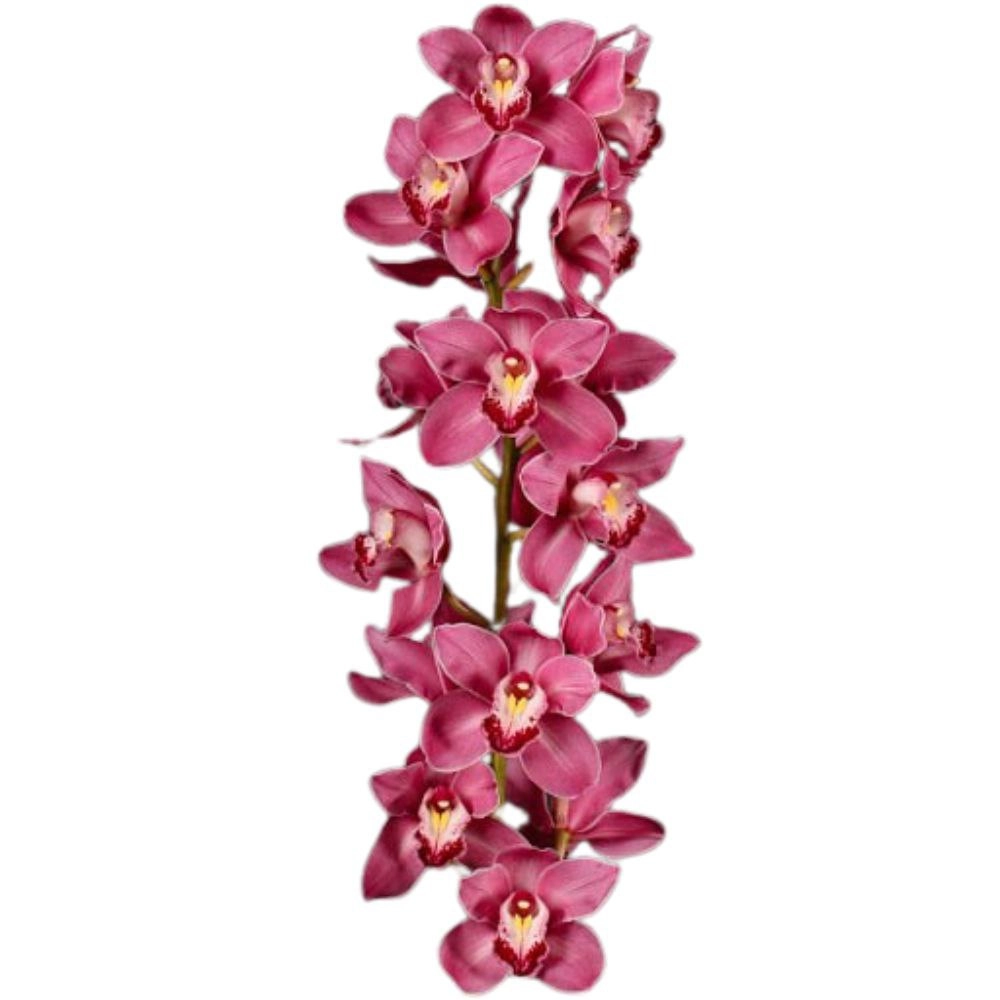 Цимбидиум принцесс