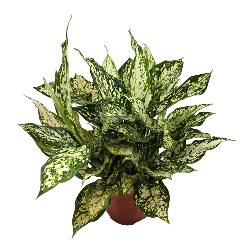 Аглаонема Вайт Энджел