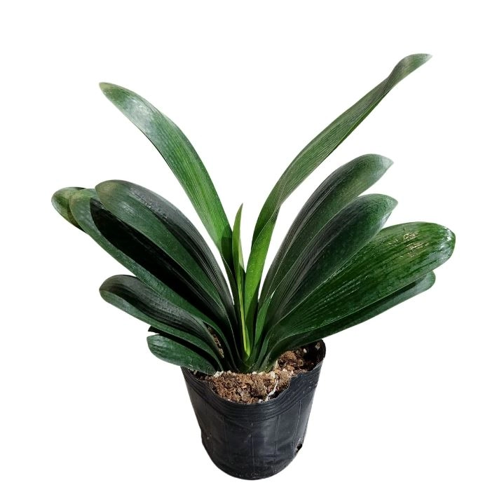 Кливия Миниата