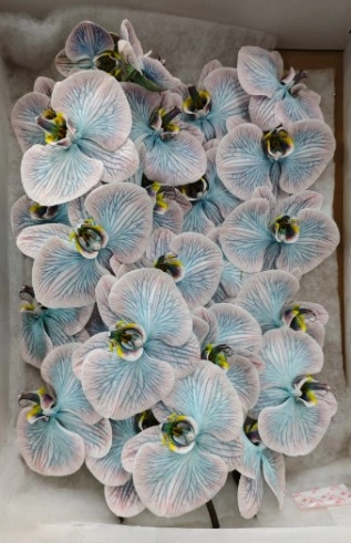 Фаленопсис мс29