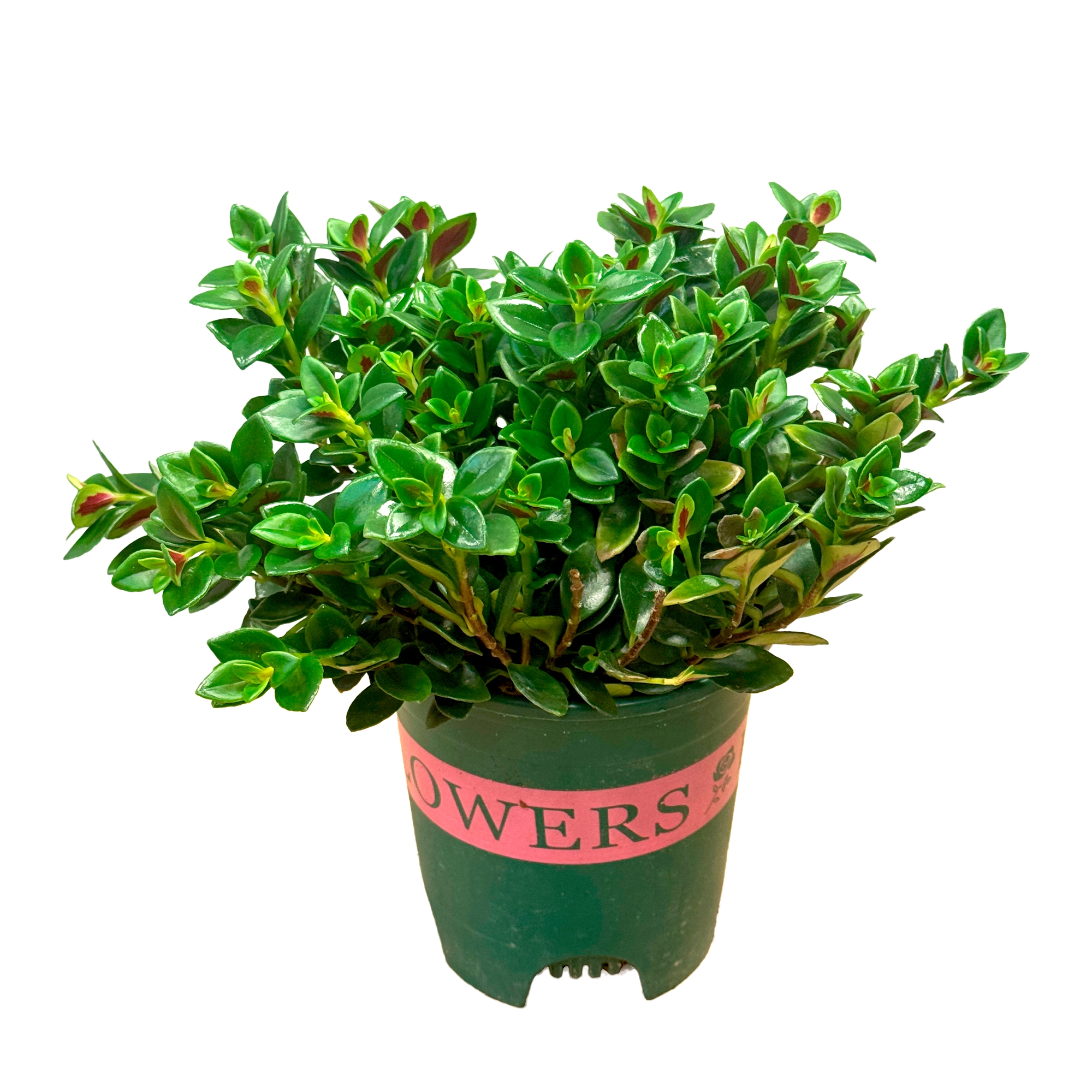 Нематантус Микс