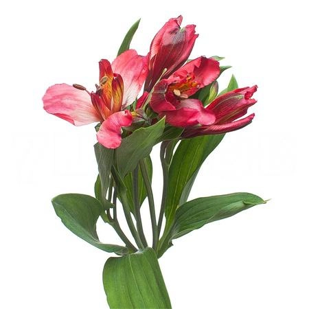 Альстромерия флориана