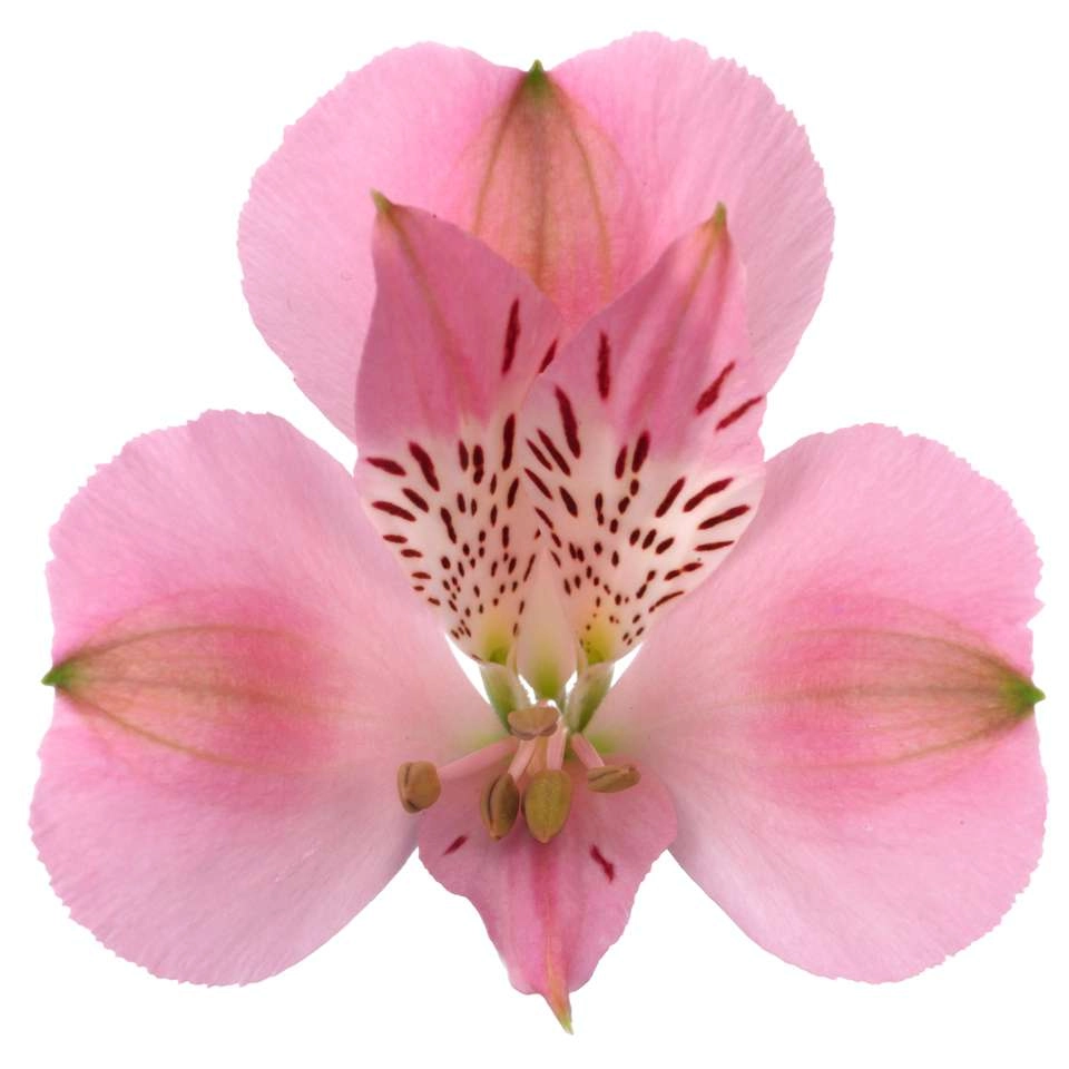 Альстромерия премиум дубаи