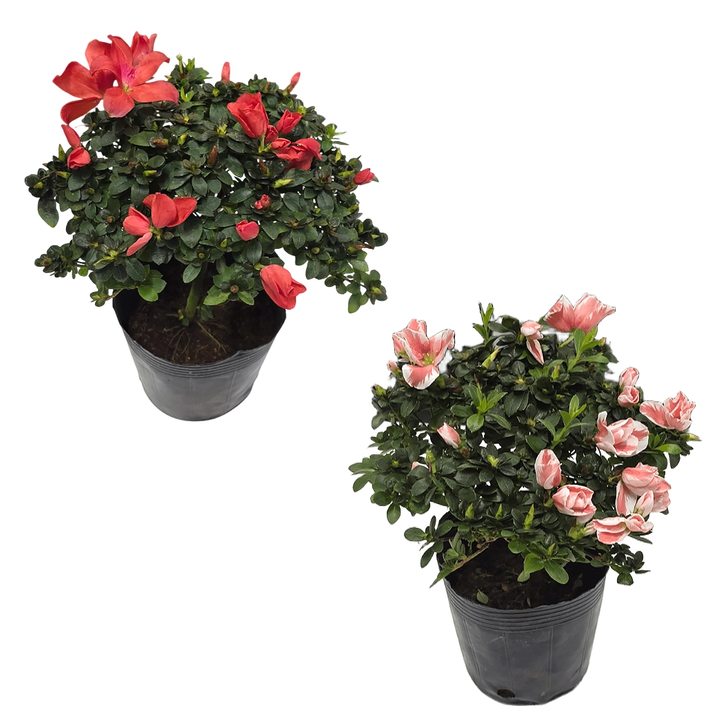 Азалия индика Биколор