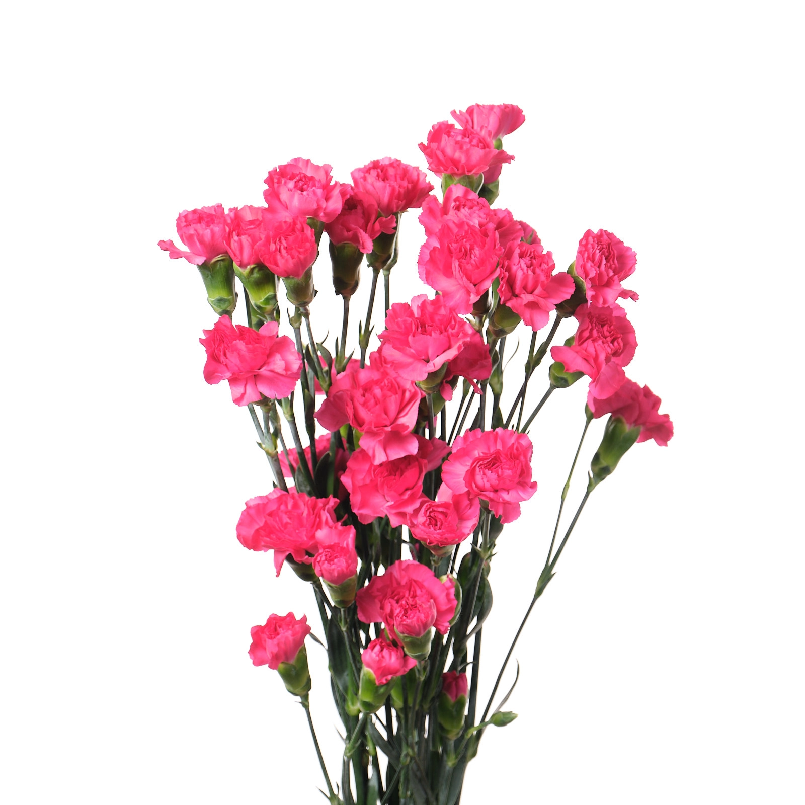 Гвоздика куст хот пинк