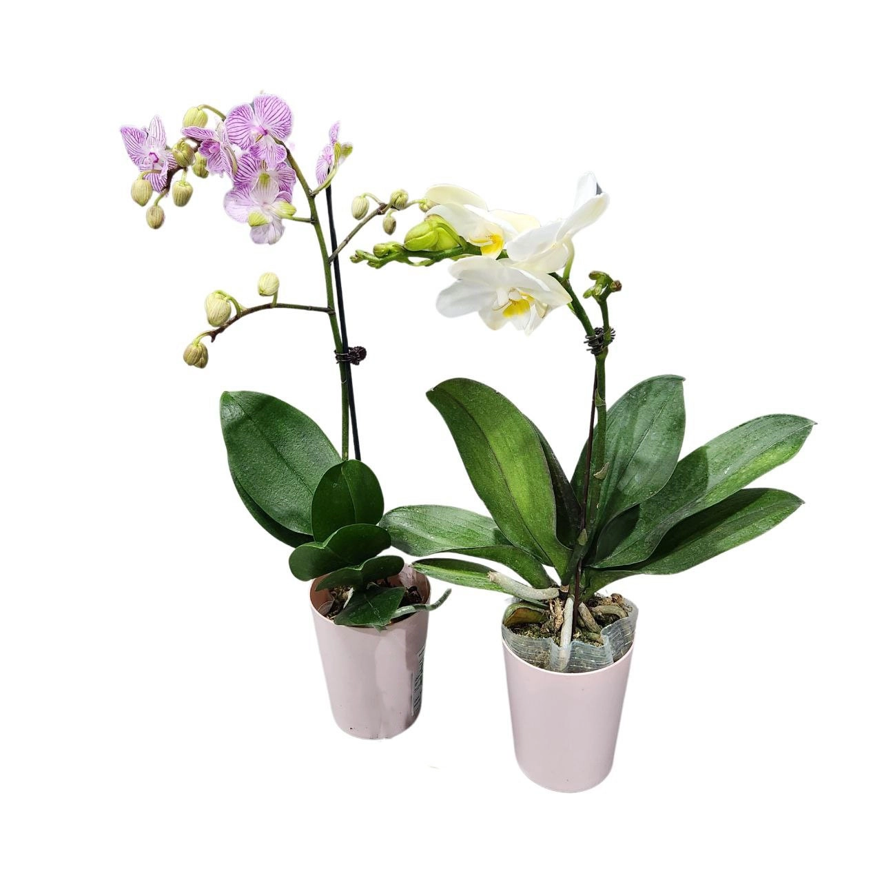 Фаленопсис Китайский Микс 1 ст