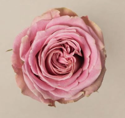 Роза однг сара e