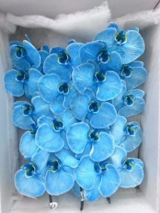 Фаленопсис мс11