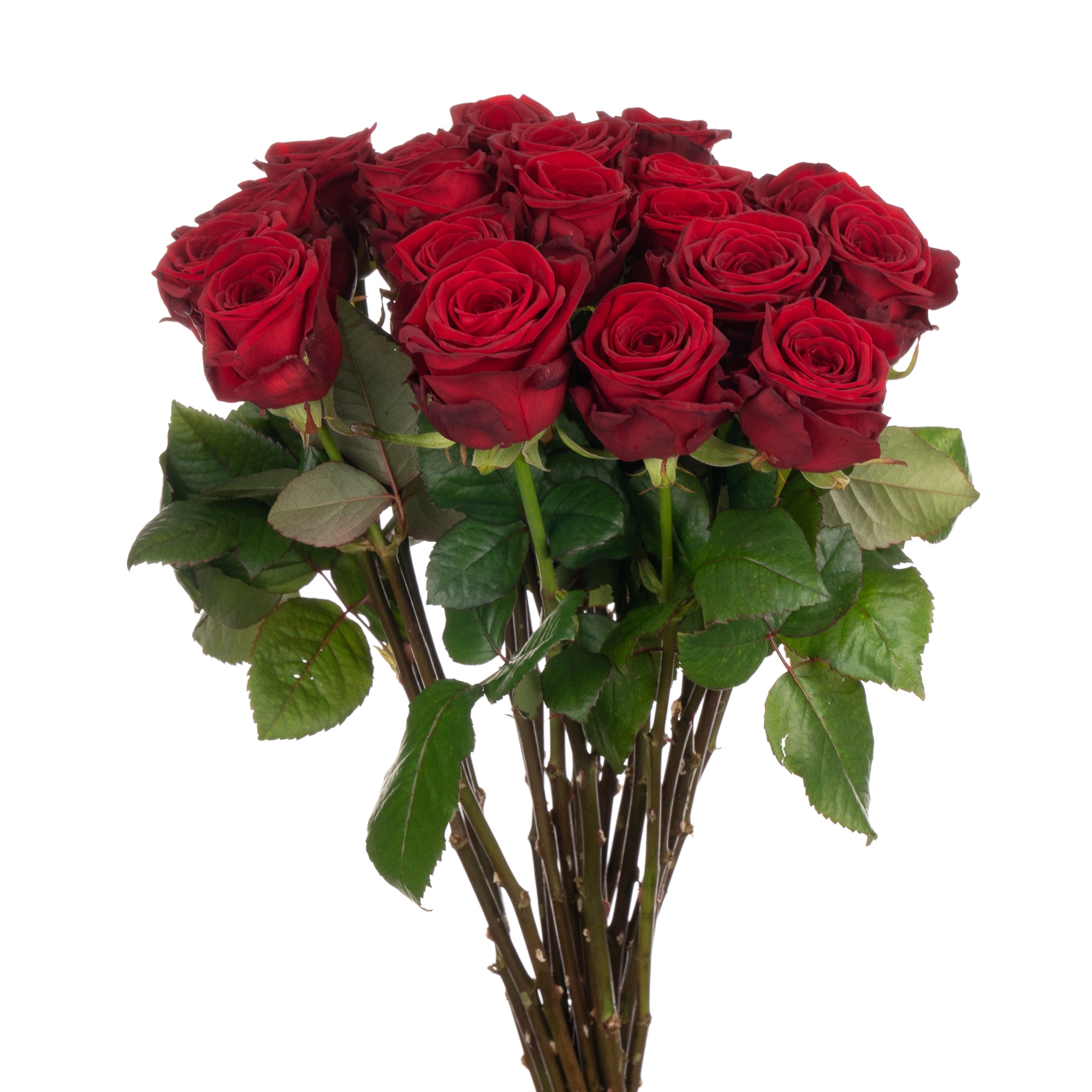 Роза однг ред наоми