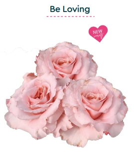 Роза куст би лавинг