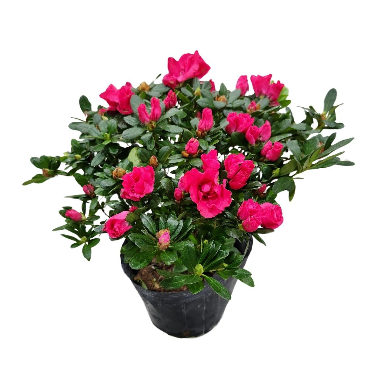 Азалия индика розовая