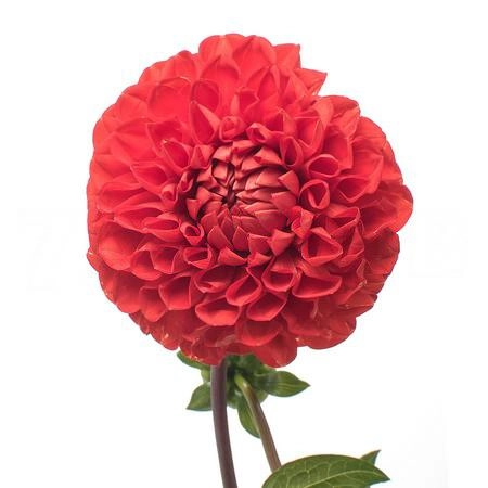 Георгина ред кап