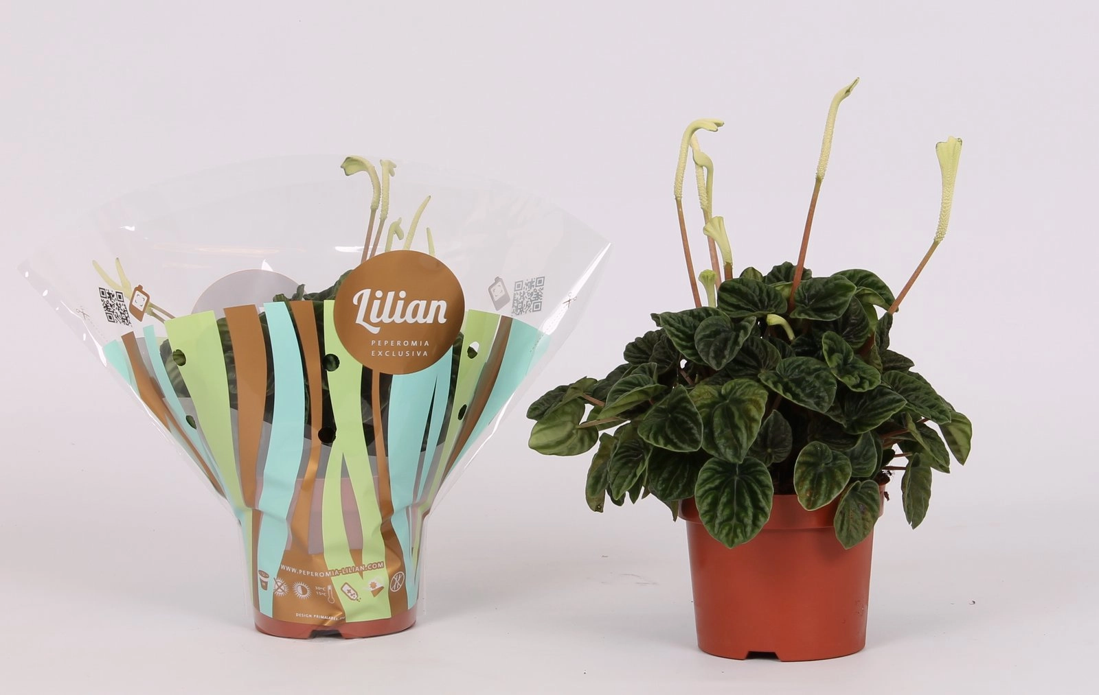 Пеперомия Лилиан