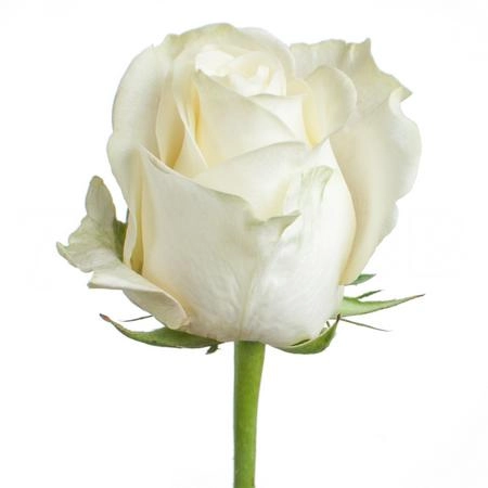 Роза однг поларстар