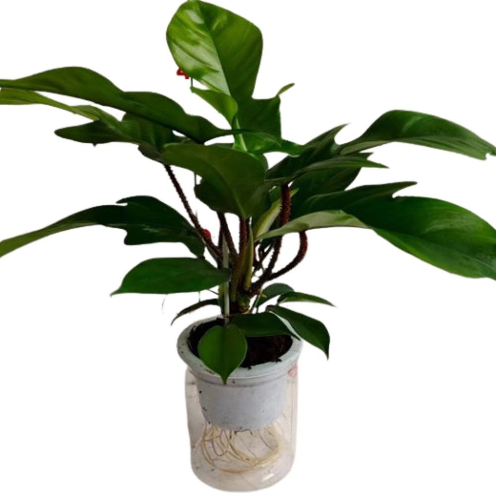 Филодендрон Грин Вандер на гидропонике