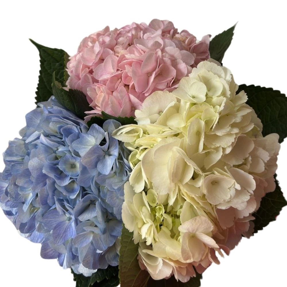 Гидрангия джамбо микс