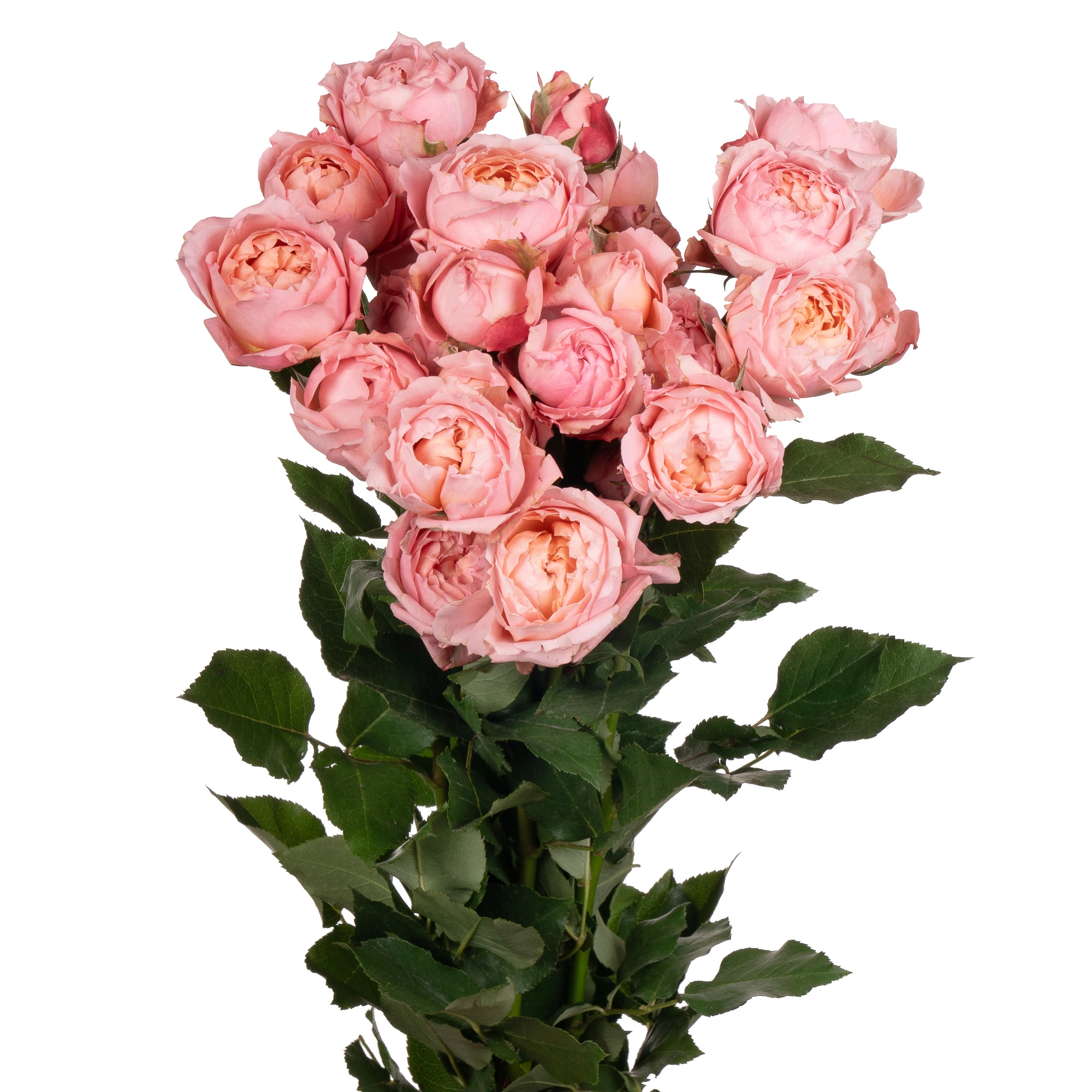 Роза куст джульета