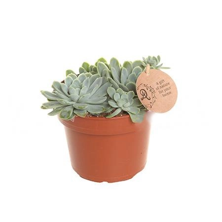 Эхеверия Элеганс