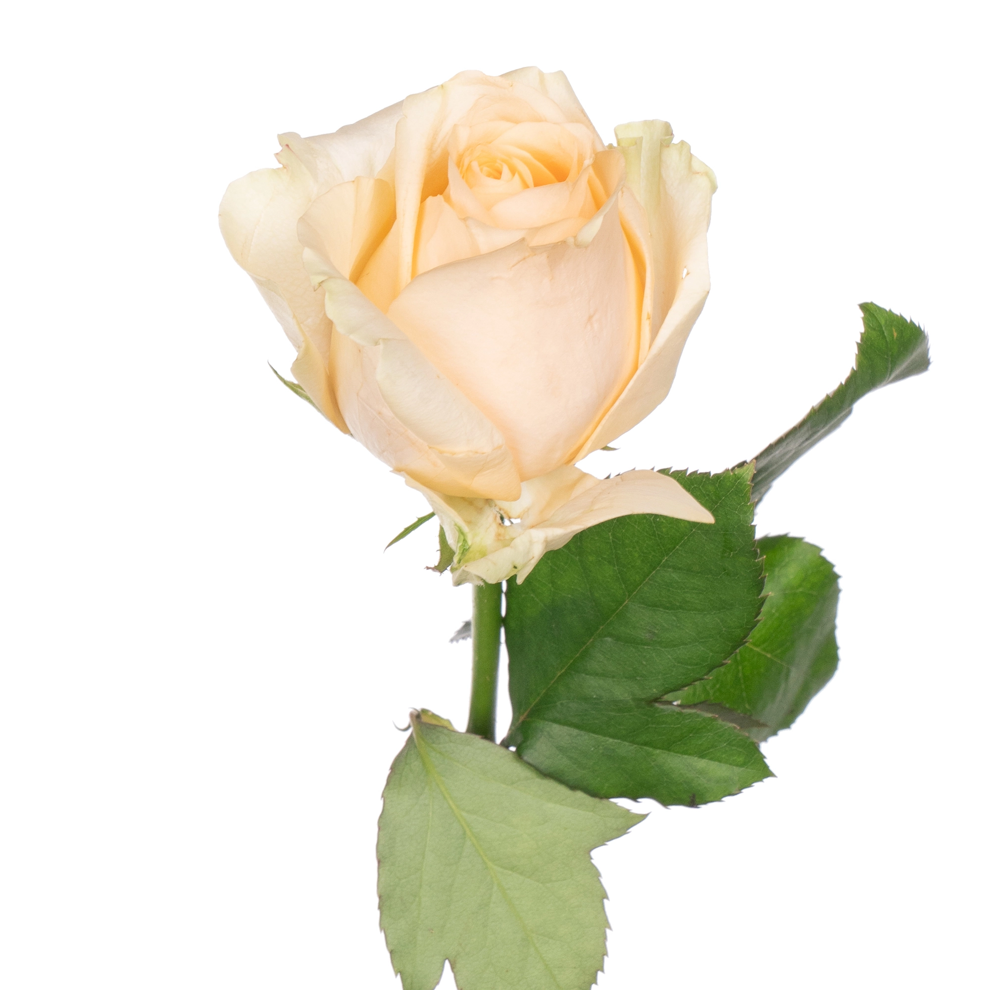 Роза однг нектарин аваланч