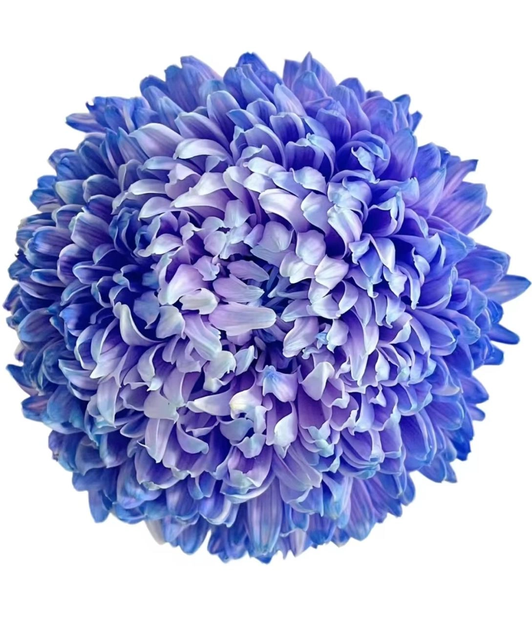 Хризантема краш. однг мамс пиони рейн блу