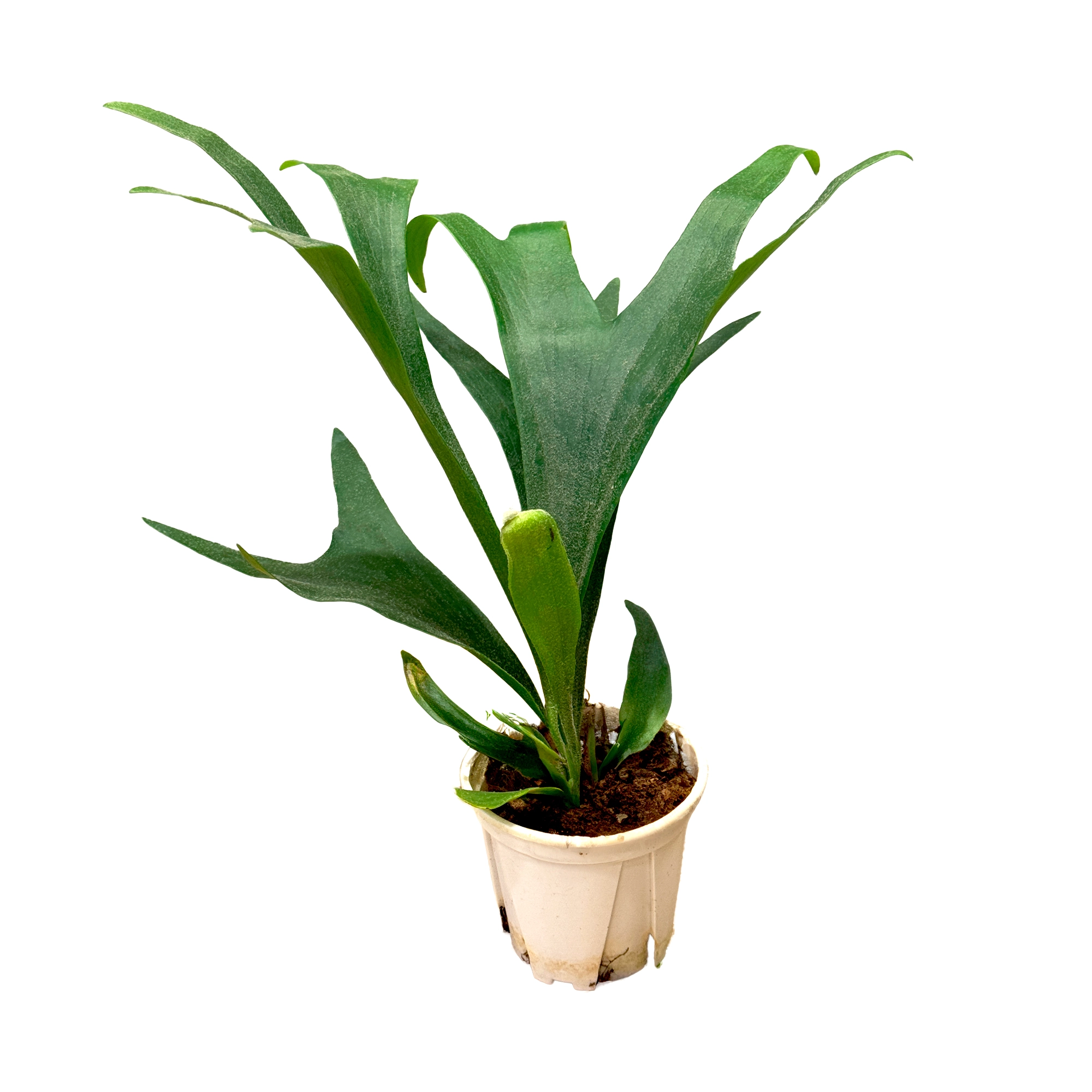 Платицериум Бифуркатум