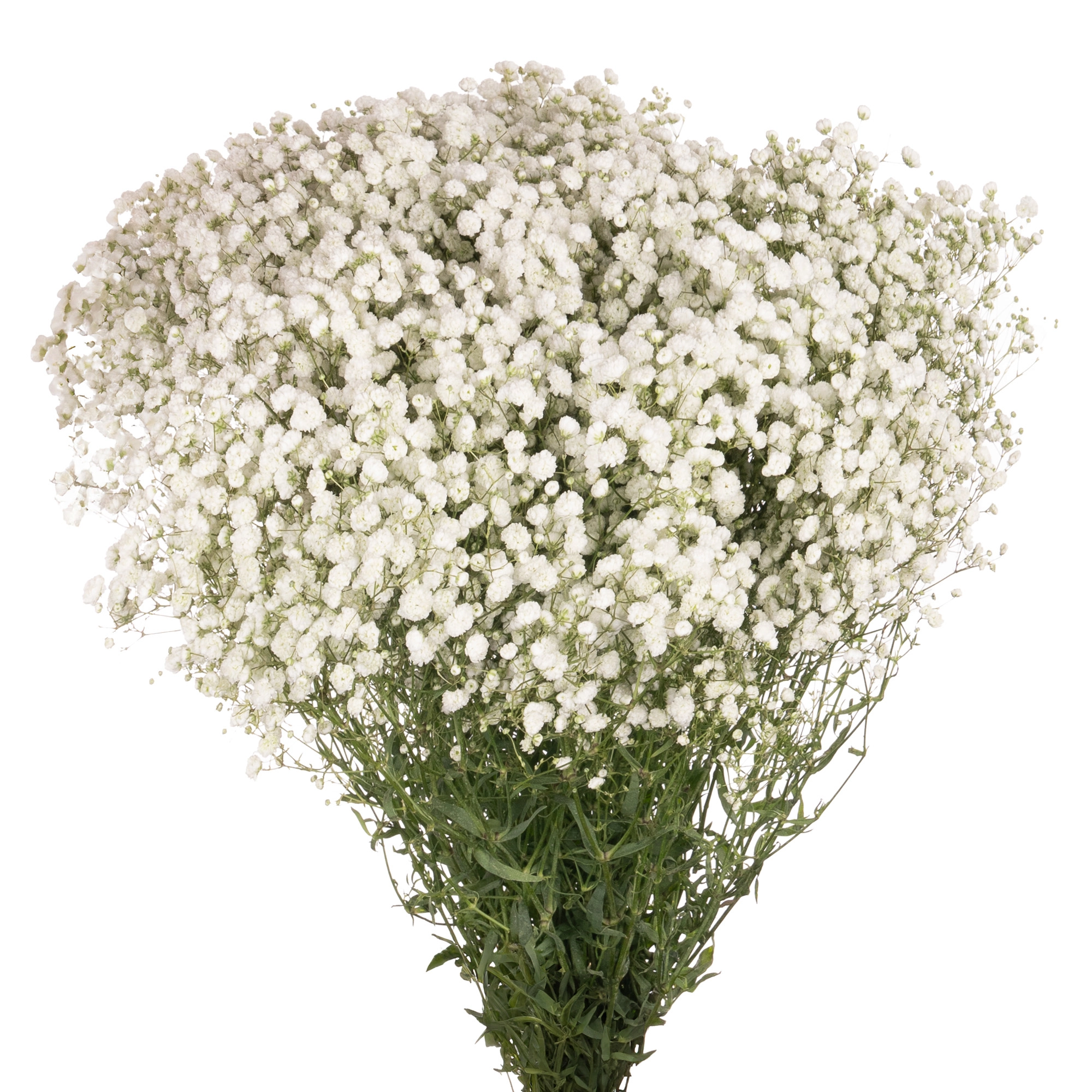 Гипсофила белая