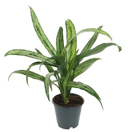 Аглаонема Катлесс